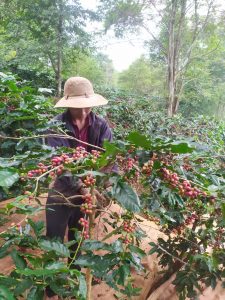 Người nông dân nhà Pun coffee