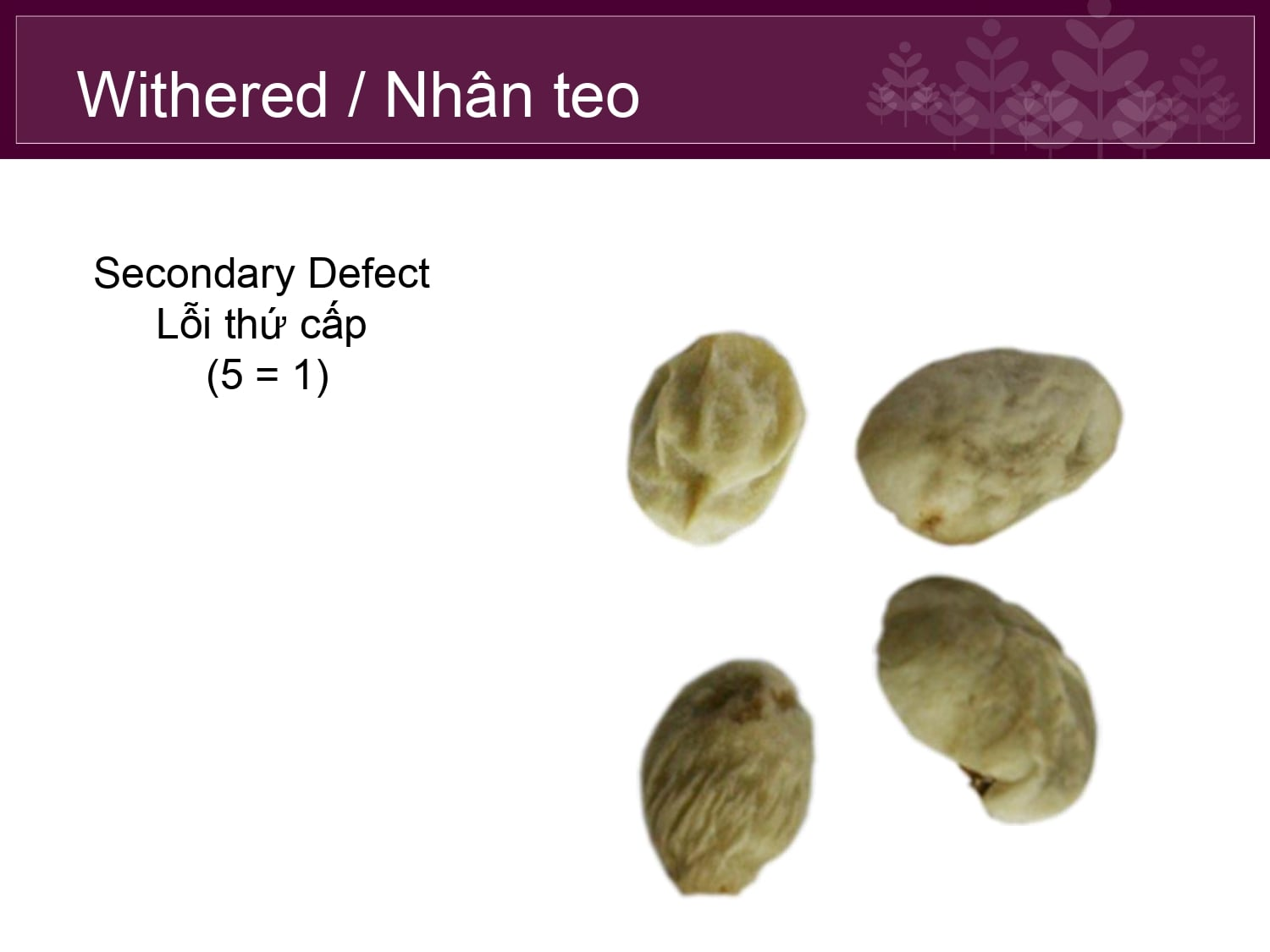 Lỗi thứ cấp nhân teo