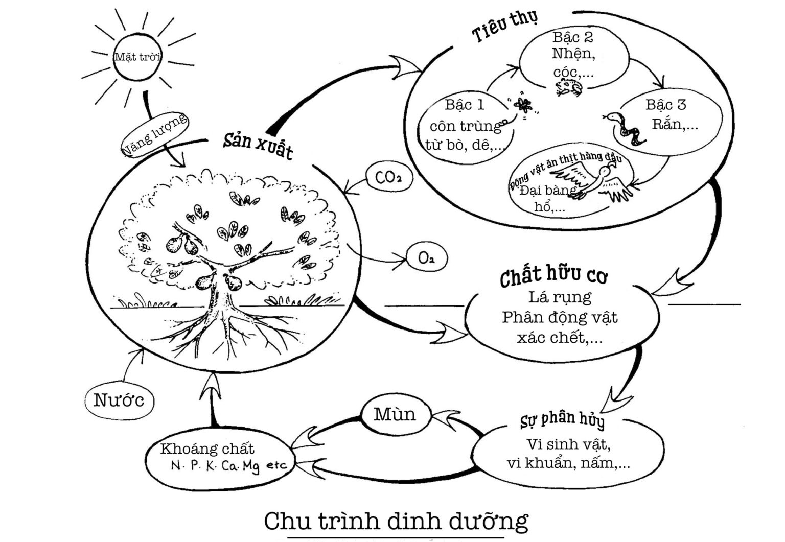 Chu trình vòng dinh dưỡng thuận thiên